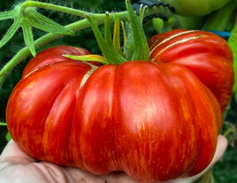 Томат Джаз утренней звезды (Sunrise Jazz) купить