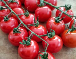 Томат Чедвик Черри (Chadwick Cherry)  купить