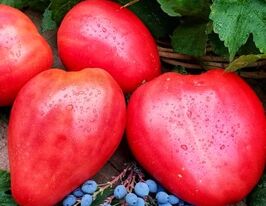 Томат Петуха Перья дедушки Кокса (Grandpa`s cox Plum) купить