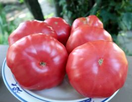 Томат Африканская Королева (African Gueen) купить