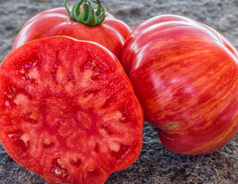 Томат Большой полосатый Вождь (Big Chief Stripes)  купить