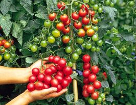 Томат Барбарис купить