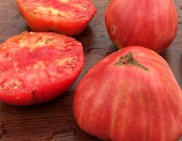 Томат Сахарная голова купить