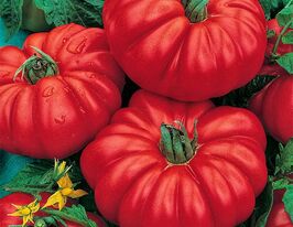 Томат Костолюто Генуезький досвідчений (Costoluto Genovese sel Valente) купити