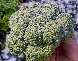 Капуста Броколі Агассі F1купити