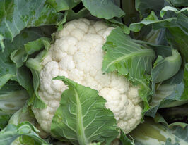 Капуста Цвітна Каспер F1купити