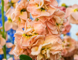 Левкой матіола Кетс абрикосовакупити