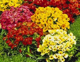 Немезія зобовидна Сандропс сумішкупити