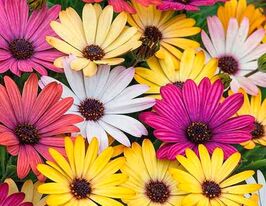 Остеоспермум еклона Акіла F1 сумішкупити