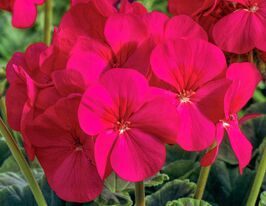 Пеларгонія зональна Буллс Ай F1 черрікупити