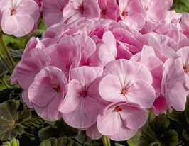 Пеларгонія зональна Буллс Ай F1 лайт пінккупити