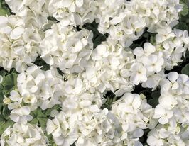 Пеларгонія зональна Мультиблум F1 білакупити