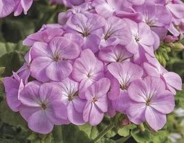 Пеларгонія зональна Мультиблум F1 лавандовакупити