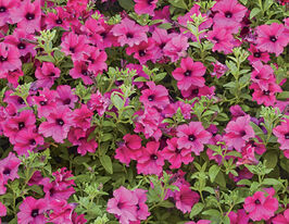 Петунія ампельна Даймонд F1 пурпуровакупити