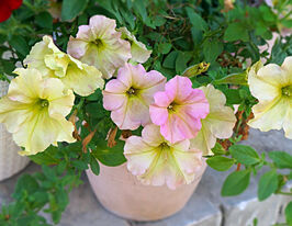 Петунія ампельна Даймонд F1 сонячне сяйвокупити