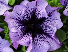 Петунія грандіфлора Дедді F1 блакитнакупити