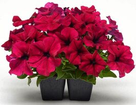 Петунія грандіфлора Дрімс F1 бургундікупити