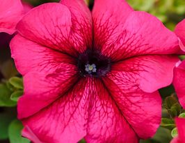 Петунія грандіфлора Лімбо F1 бургундікупити