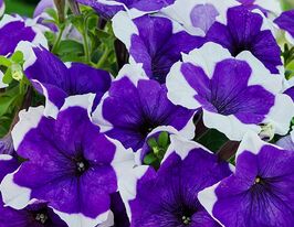 Петунія грандіфлора Лімбо F1 синє пікотікупити
