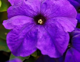 Петунія грандіфлора Лімбо F1 синякупити