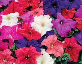 Петунія грандіфлора Лімбо F1 сумішкупити