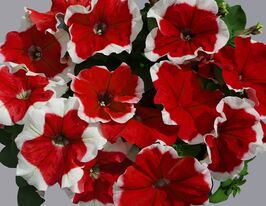 Петунія грандіфлора Лімбо F1 червоне пікотекупити