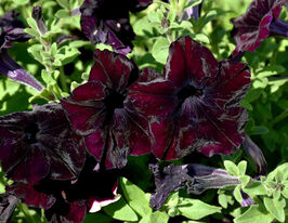 Петунія грандіфлора Софістика F1 блекберрікупити