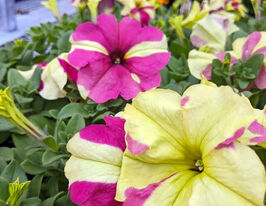 Петунія грандіфлора Софістика F1 лайм біколоркупити