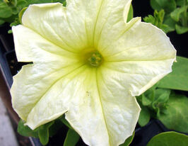 Петунія грандіфлора Софістика F1 лайм грінкупити