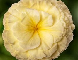 Бегонія бульбова Лімітлесс F1 кремовакупити