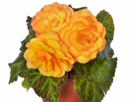 Бегонія бульбова Лімітлесс F1 сансеткупити