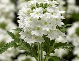 Вербена гібридна Обсешн F1 білакупити