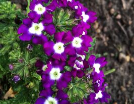 Вербена гібридна Обсешн F1 синя з вічкомкупити