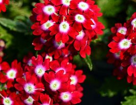 Вербена гібридна Обсешн F1 червона з вічкомкупити