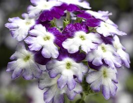 Вербена гібридна Обсешн Твістер F1 пурпурнакупити