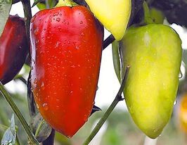 Перець солодкий Білозіркакупити