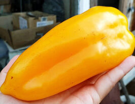 Перець солодкий Богданкупити