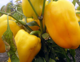 Перец сладкий Гладиатор купить