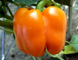 Перець солодкий Гурме оранжевийкупити
