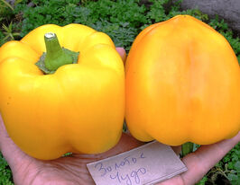 Перець солодкий Золоте дивокупити