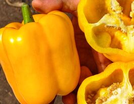 Перець солодкий Марта Полька жовтийкупити