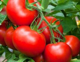 Томат Бета Люкс купить