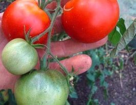 Томат Персей купить