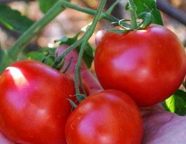 Томат Красная Шапочка купить