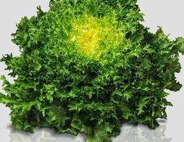 Голова янгола (Ендівій)купити
