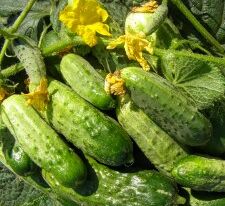 Огурец Триумф Нежинский купить