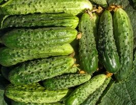 Огурец Оптимист купить