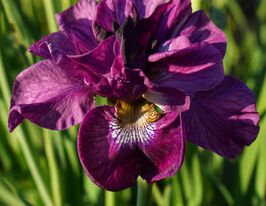 Ирис сибирский Тамбл Баг (Tumble Bug) купить