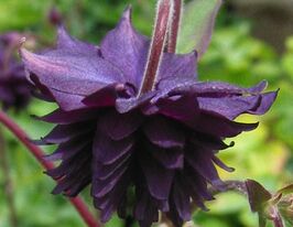 Аквілегія махрова Блек Барлоу (Black Barlow)купити