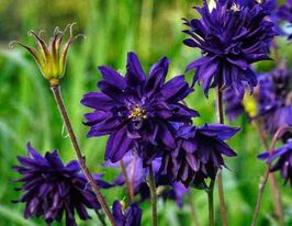 Аквілегія махрова Блю Барлоу (Blue Barlow)купити